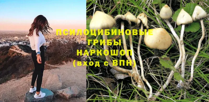 Галлюциногенные грибы Magic Shrooms  Руза 